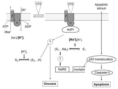 Ouabain-Induced Cell Death and Survival. Role of α1-Na,K-ATPase-Mediated Signaling and [Na+]i/[K+]i-Dependent Gene Expression